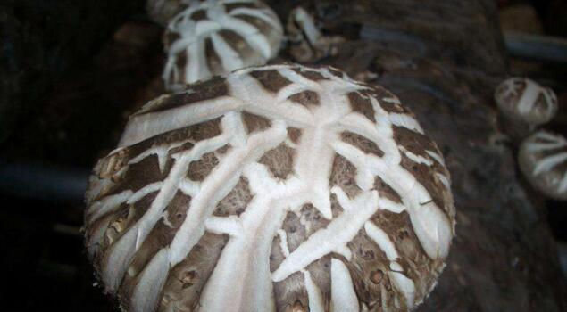 灭菌用蒸汽发生器